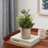 Plantă artificială EGLO CHITOSE 428025 | Eglo Romania Plantă artificială CHITOSE Ø150mm 428025