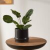 Ghiveci EGLO PARKENT 428152 | Eglo Romania Ghiveci PARKENT Ø170mm 428152