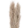 Plantă artificială EGLO GUIPOS 428083 | Eglo Romania Floare uscată GUIPOS 428083