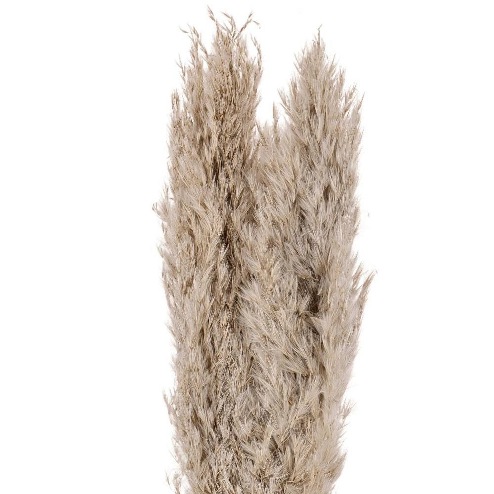 Plantă artificială EGLO GUIPOS 428083 | Eglo Romania Floare uscată GUIPOS 428083