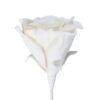 Plantă artificială EGLO MOLAVE 428132 | Eglo Romania Plantă artificială MOLAVE Ø250mm 428132