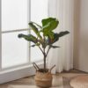 428021_AMBIENT_0001 | Eglo Romania Plantă artificială YUBETSU Ø500mm 428021